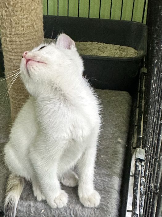 Дарю котенка доброму человеку