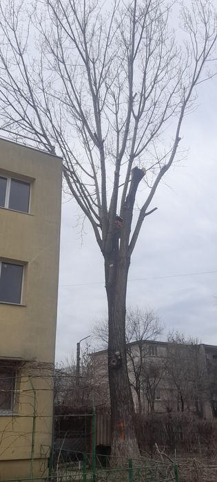 Taiere copaci /toaletare program 24/7 deplasare oriunde in București/