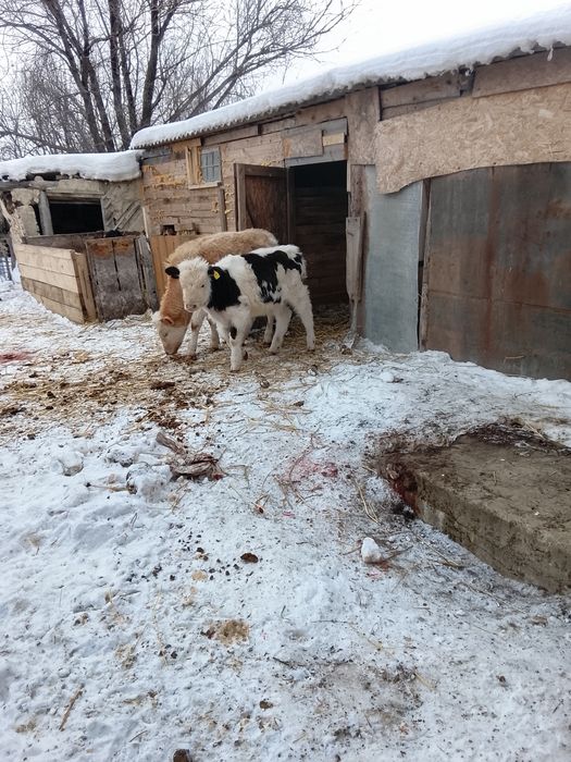 Здравствуйте продаю 3 бычков возраст 7 месяцев