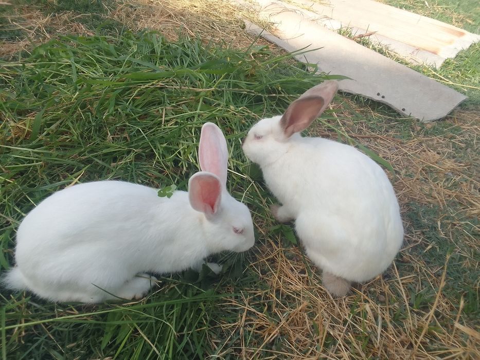 quyonlarni holati yaxshi