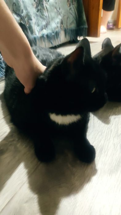 Отдам кошек ,в хорошие руки