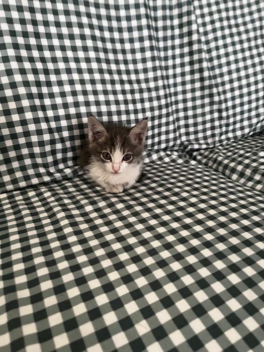 Отдам котенка даром в добрые руки