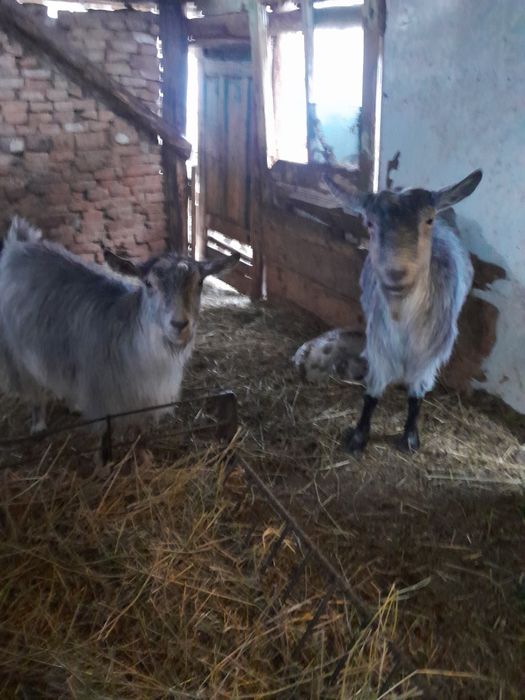 De vânzare două capre
