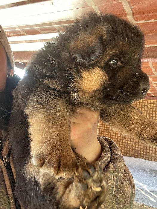 Щенки немецкой овчарки