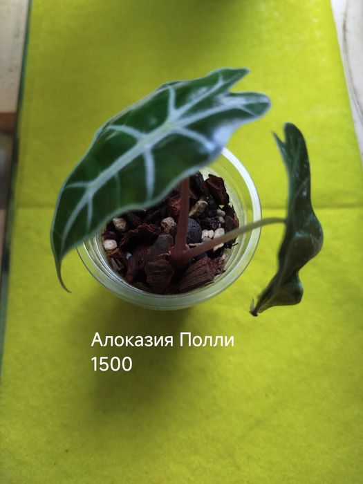 Комнатные  цветы