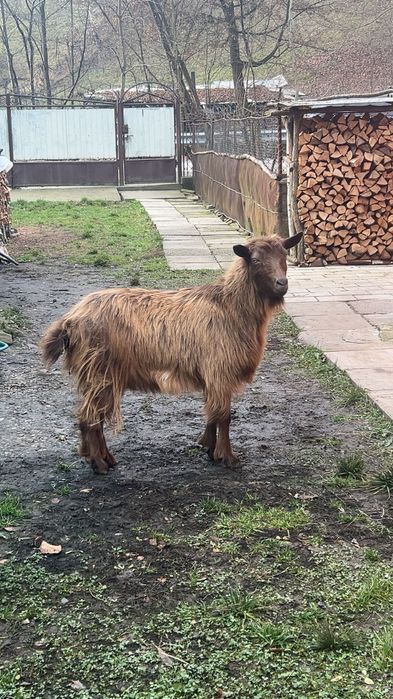 Capră vătuie tânără