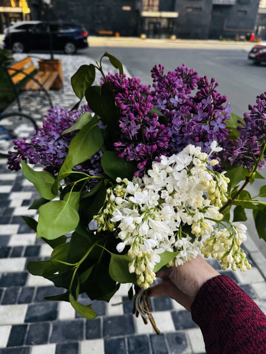 Сирень разного сорта букет