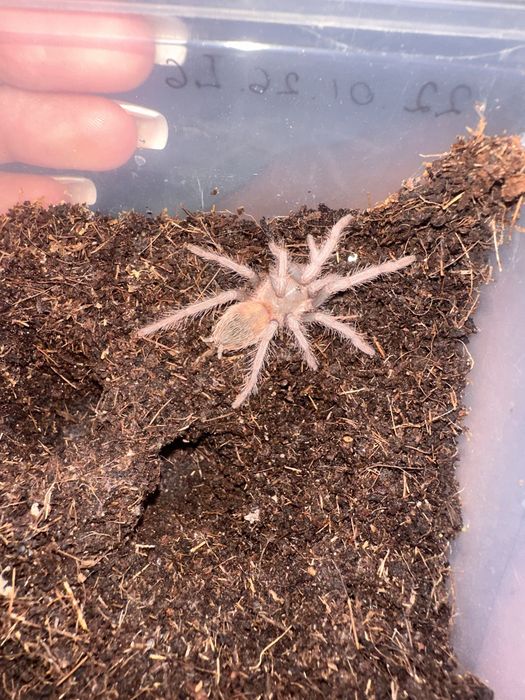 Паук птициед  Lasiodora parahibana  7 линьки
