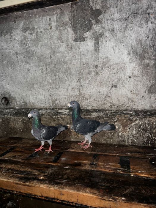 Продам голубей немцов