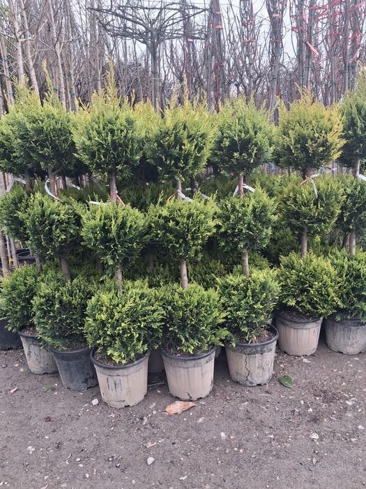 Brad argitiu verde potinia