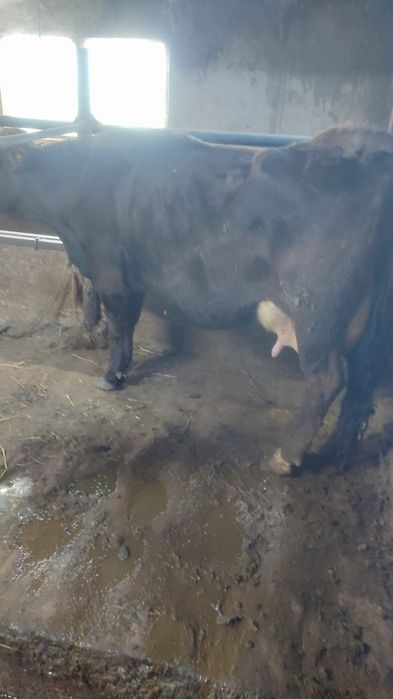 Продам корову...