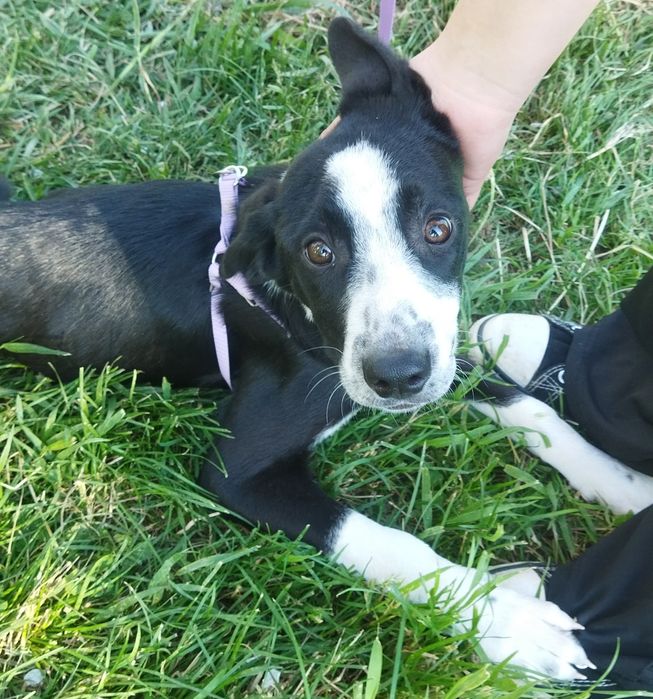 ПОДАРЯВАМ СПЕШНО ГОНЧЕТА ТЪРСЯТ ДОМ !!! – 5 малки бебета пазачи.