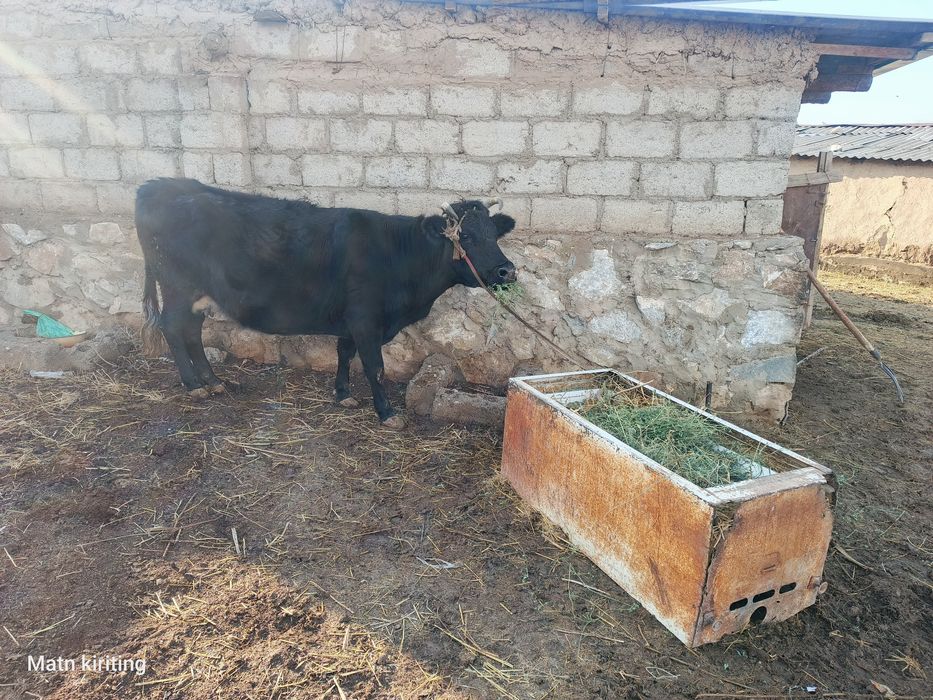 Sigir suyishga boqishga mol qilishga bo'ladi