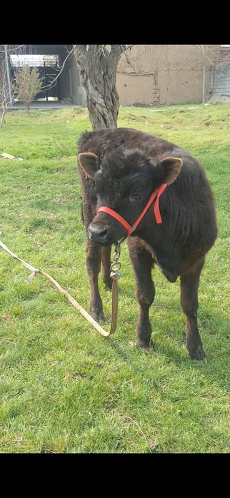 Швед бузаулар сатылады 2 бас