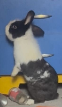 Vând sau schimb iepuraș