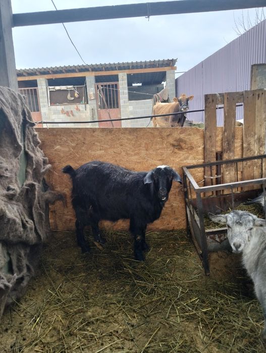 Ешкілер бар 1тума