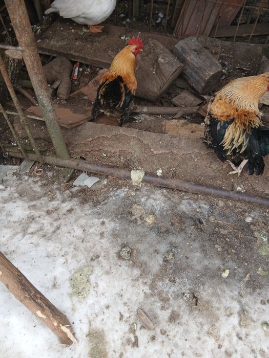 Cocoși pitici disponibili