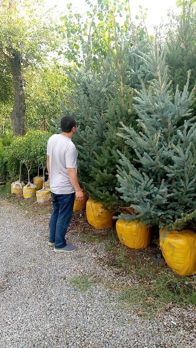 archa va gul palma yana koplab boshqa turdagi kochatlarimiz  keldi