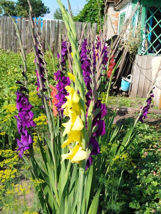 Продам луковицы гладиолусы