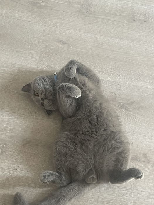 British ShortHair