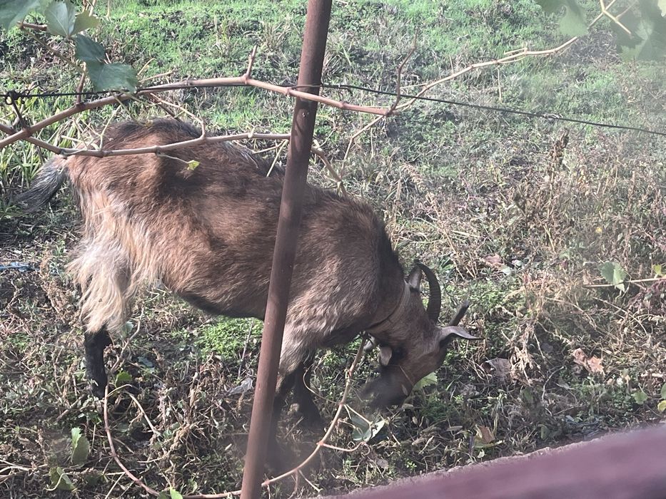 Vind capra alpina francez