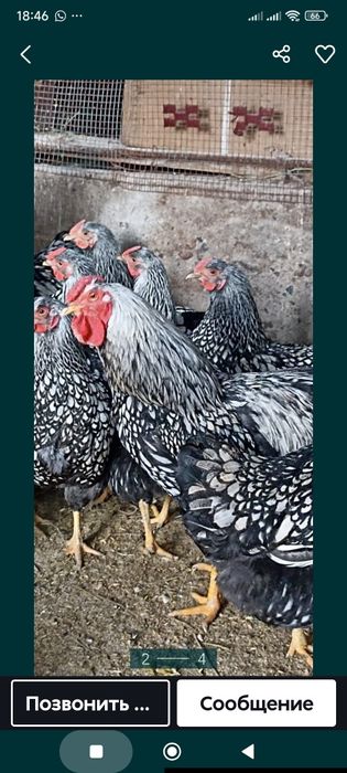 Инкубационный  яица  виондот