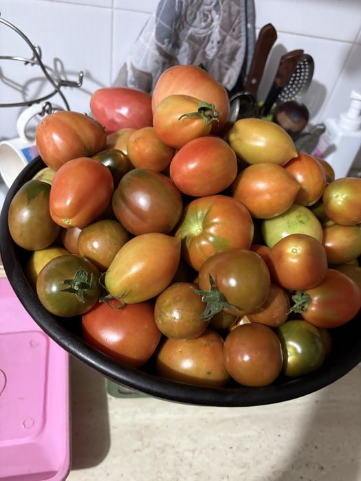 Продам помидоры домашние