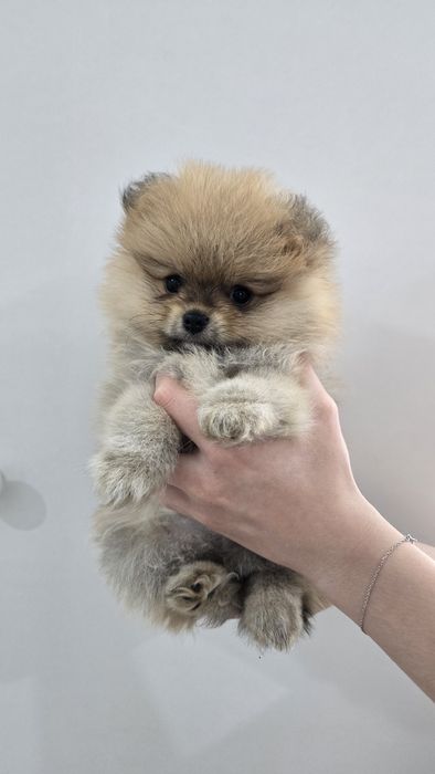 Продаются щенки шпица