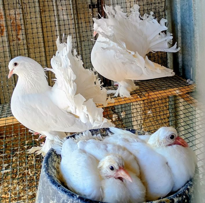 Porumbei, indieni curcan rostow!