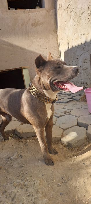 Амстафф продаётся не дорого - пародистая собака,имеется паспорт собаки