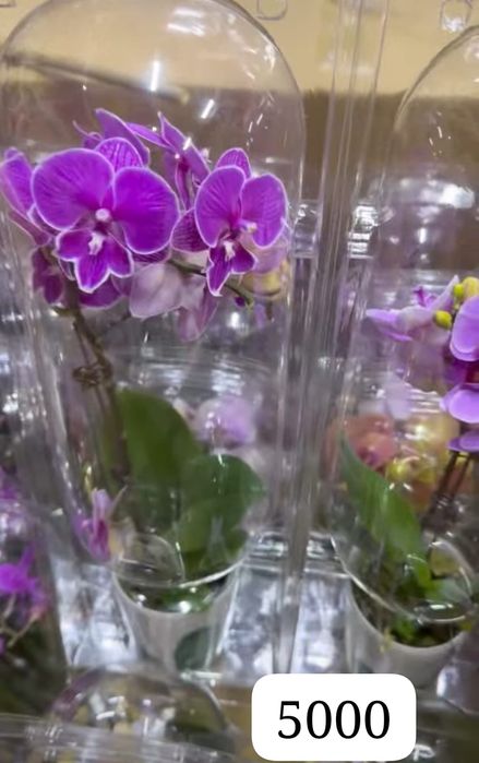 Орхидея гүлін сатамын