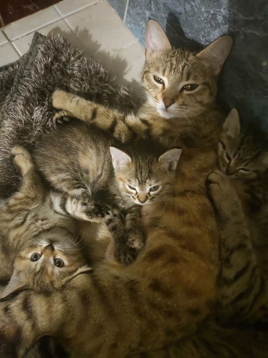 Кошка котяами отдам бесплатно