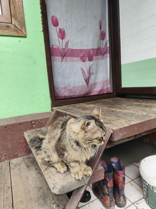 Котята бесплатно