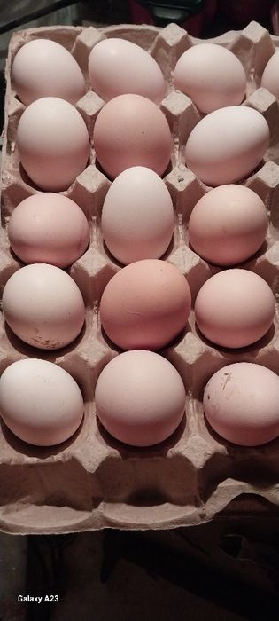 Продам домашние яйцо