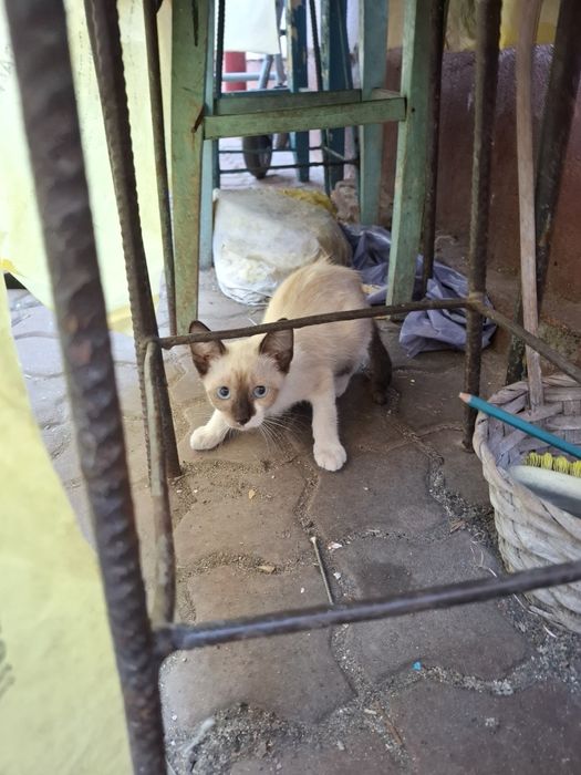Ofer spre adoptie