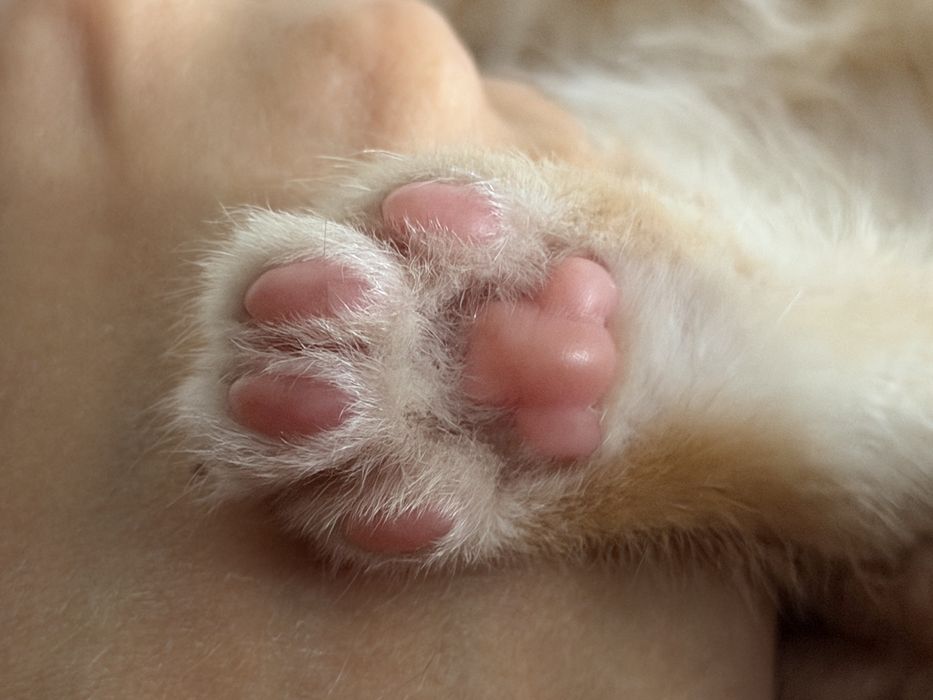 Котенок ищет добрые руки