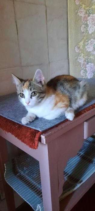 Отдам кошечку в добрые руки