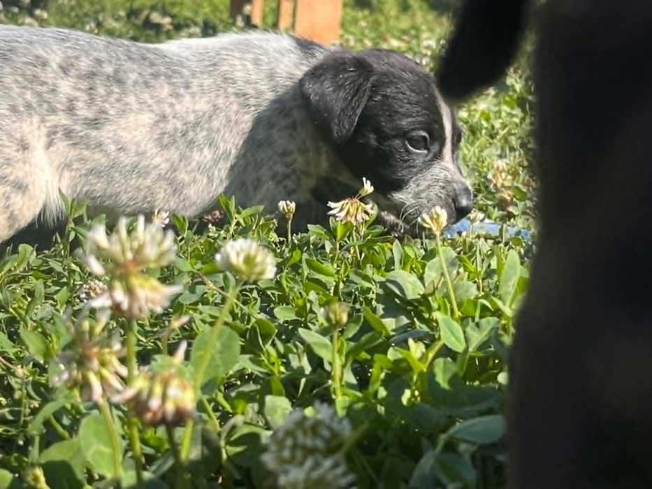 Donez căței din rasa pointer, au 4 săptămâni