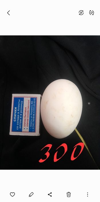 Яйцо гусиное два вида