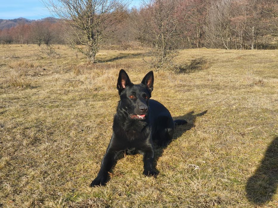 Dresaj canin Dogisland K9 Brașov