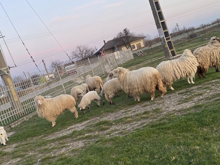 De vanzare oi …….