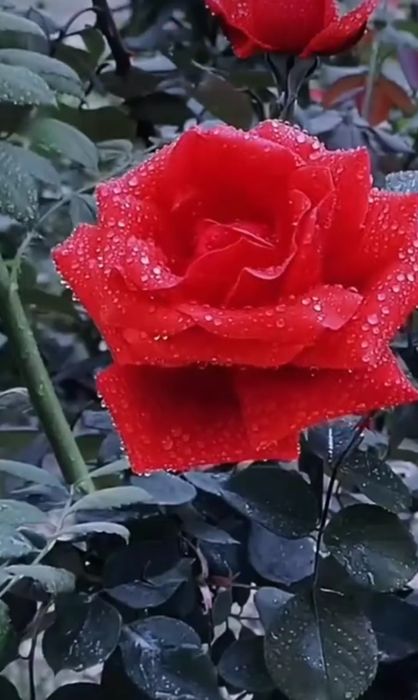 Срочно продаём дачу на Фёдоровке