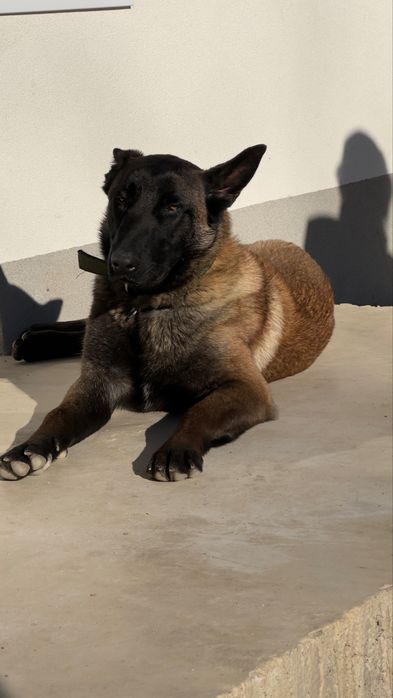 Vand catel Ciobanesc belgian in varsta de 10 luni.PRET NEGOCIABIL