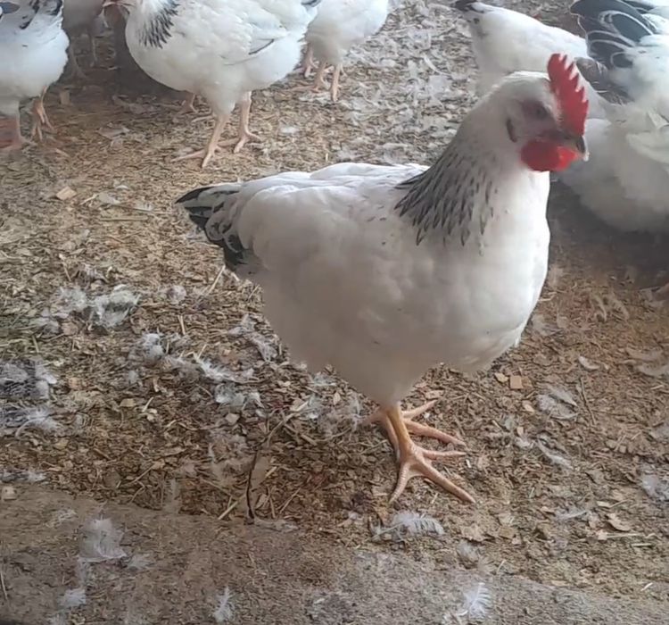 2 айлық адлер әтештері