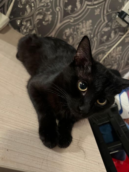 Ищем добрых людей