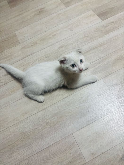 Породистая кошка мальчик 2месяц горшок все знает!