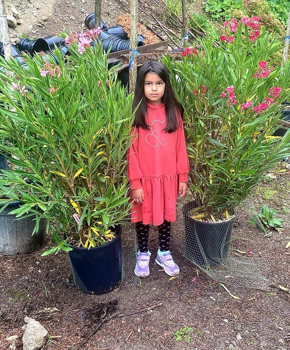 Cedru, bambus, leandru, maslin, palmieri,copaci, plante ornamentale