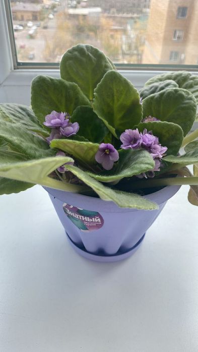 Продам цветы комнатные