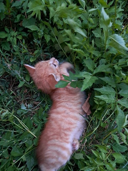 Puiuți de pisică spre adopție