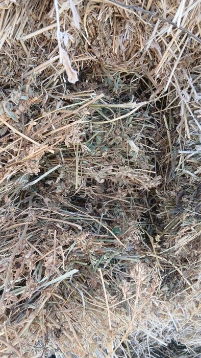 Vând baloti de lucernă